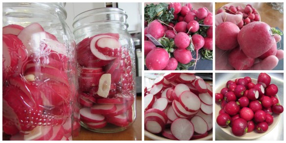 Collage radish