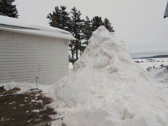 Seriously - gold medal contender