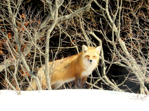 ....and a little wildlife.