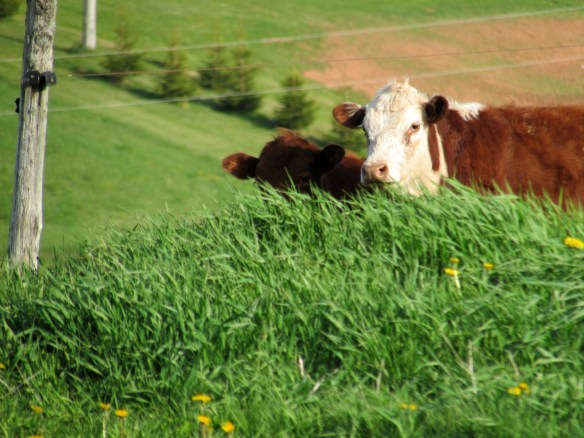 "No idea what you're talking about."